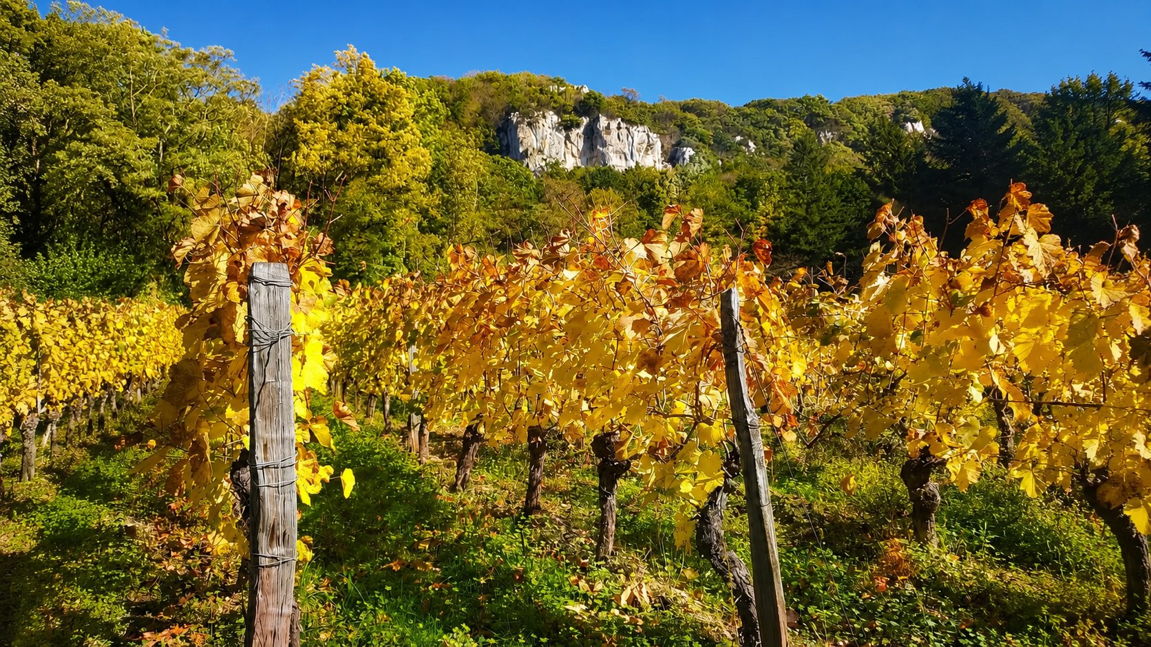 Vigneti del Jura tra marne, colline e boschi