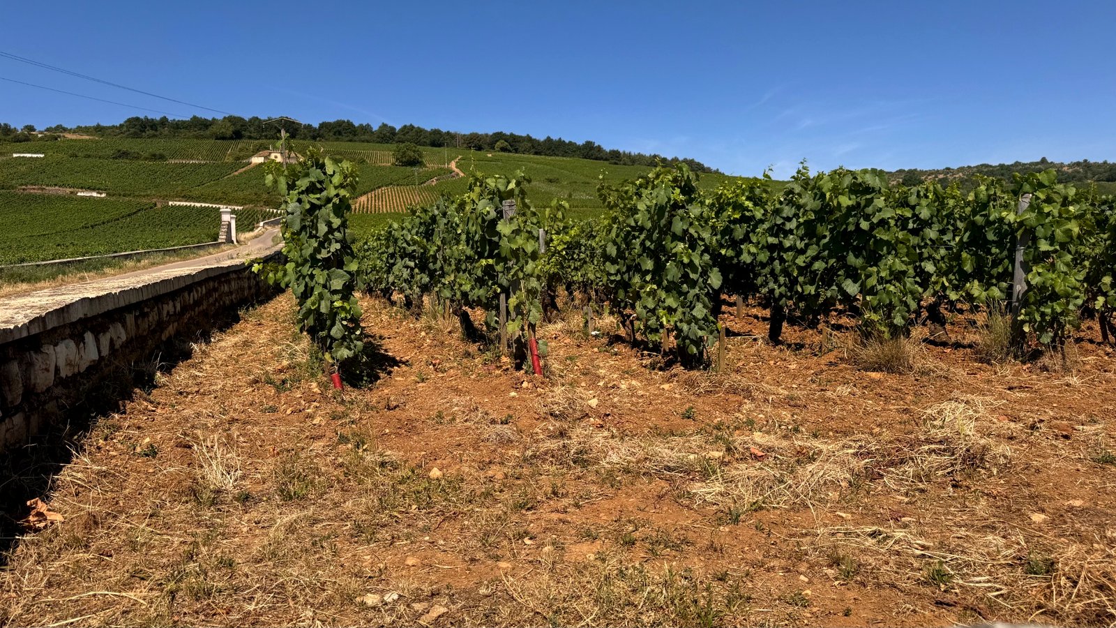 Filari del vigneto Romanée-Conti a Vosne-Romanée