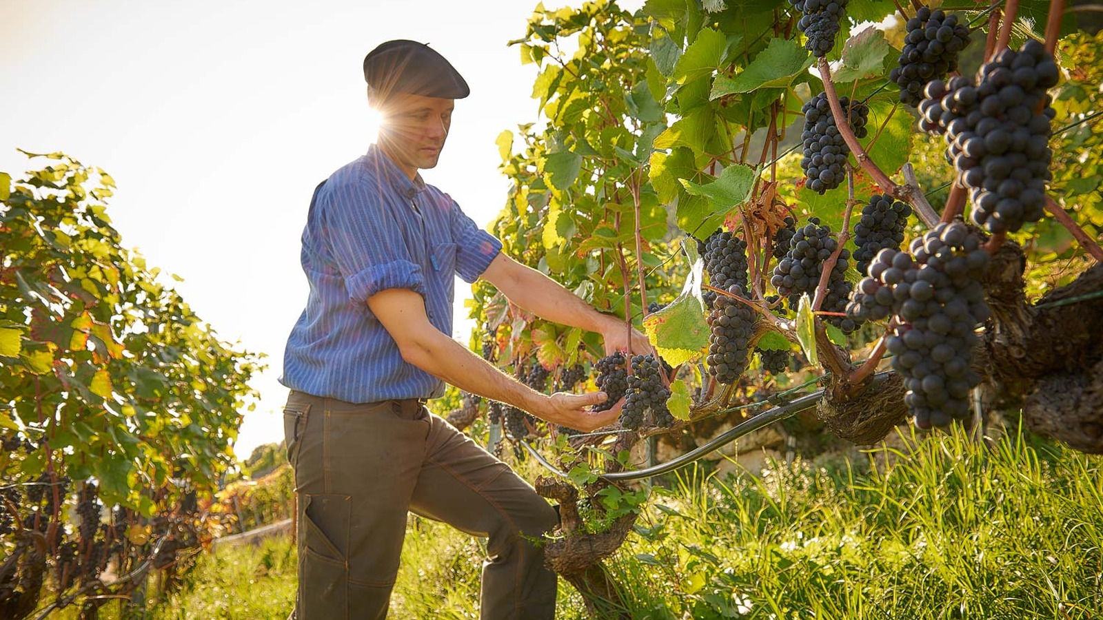 Vigneti del Weingut Schlössli affacciati sul Lago di Bienne